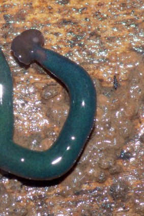 Diversibipalium 'blue' worm species, found in the French territory of Mayotte Island.