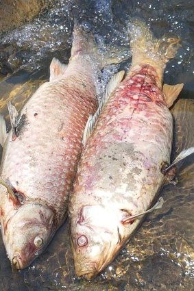 Fish at Dandenong Creek on November 7, 2017