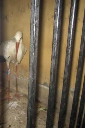 A migrating stork is held in a police station after a citizen suspected it of being a spy.