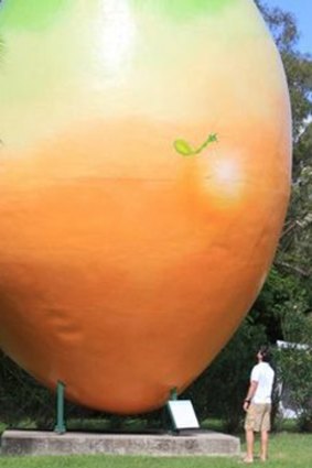 The big mango at Bowen