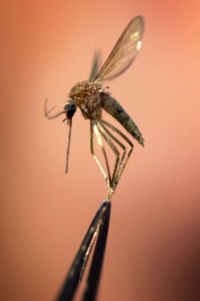 In mosquitoes that transmit malaria, genetic alterations can be used to induce infertility to reduce populations, or alter the insects' ability to carry and pass on the malaria parasite.