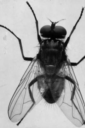 Researchers have used high-speed cameras to capture the wing and body movements of flies as they evade threats.