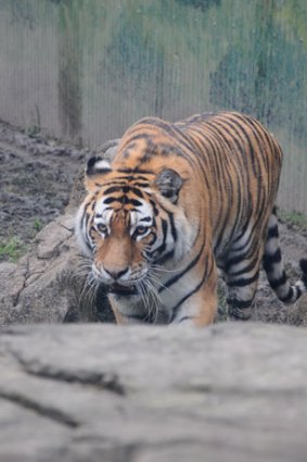 Australia's largest female tiger arrives at Dreamworld.