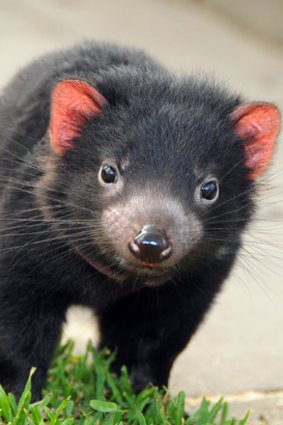 Save a Tasmanian devil this Halloween.