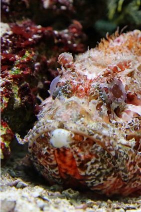 Stonefish usually lie motionless, partially buried around coral, rocky reef, rubble or aquatic plants.