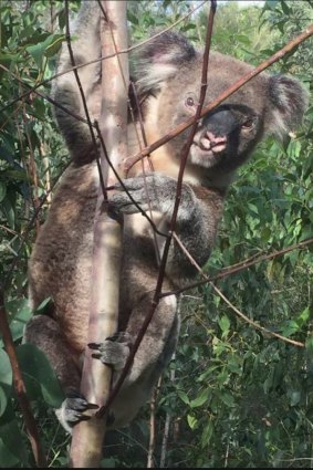 Koalas in cleared bushland at Coomera on the Gold Coast