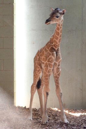 Baby giraffe Tulip.