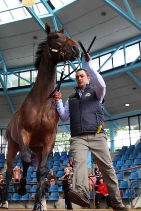 Look at me: Black Caviar's half-brother, by Redoute's Choice, will be sold on Tuesday. 