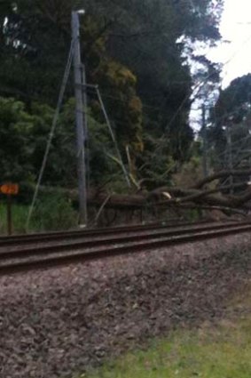 A tree across the railway tracks between Lilydale and Ringwood.