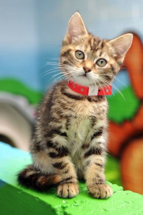 Cat owners have been advised wearing a collar poses no real threat to their moggy.