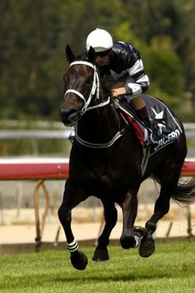 Sincero has run three times at 2000 metres and is yet to be placed.
