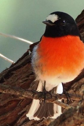The scarlet robin's vivid red chest is the brightest of the robin clan's.
