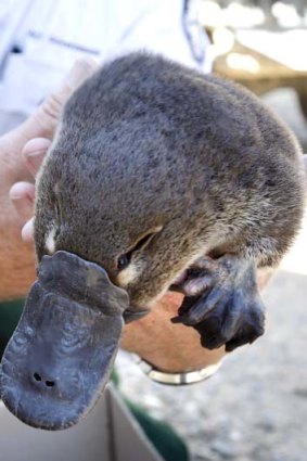 Released: The female platypus was returned to the wild.