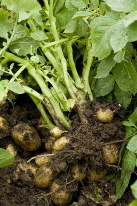 A patch of about one square metre can produce potatoes for a household.