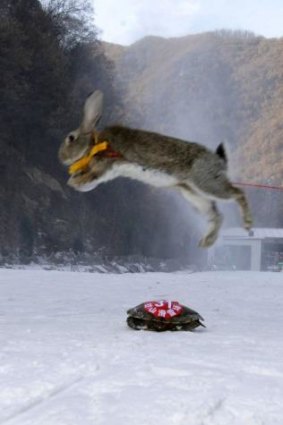 Off piste: The ski bunny proved no match for the tortoise.