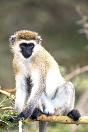 Cute? No! Vervet monkeys are aggressive little thieves.