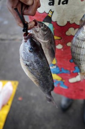 Catch of bream from the bay.