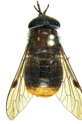 Scaptia (Plinthina) beyonceae.