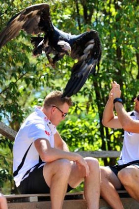 Beware of eagles: Nathan Buckley, left, has a close call at the Healesville Sanctuary.