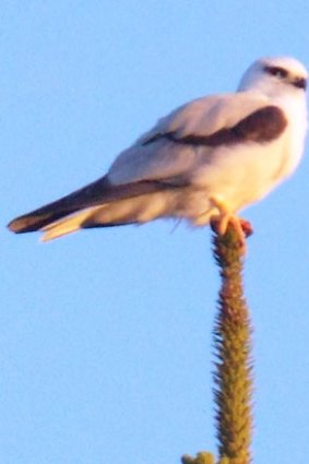 A black-shouldered kite looks for prey from the top of a pine tree.