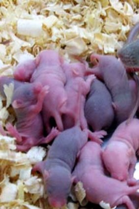 A mouse born from induced pluripotent stem cells (iPSCs) and its offspring.