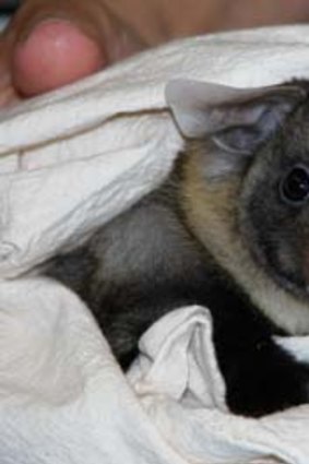 Crisis: The yellow-bellied gliders became extinct in Booderee National Park.