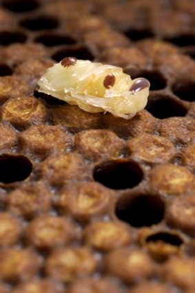 Ravaged ... bee pupae covered with varroa mites, which infect it with deadly viruses.
