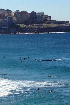 The Southern right whale swims among surfboard riders and swimmers at Bondi on Sunday.