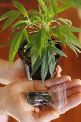 Police seized nine mature cannabis plants.