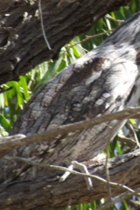 A Tawny Frogmouth demonstrates its superb camouflage.