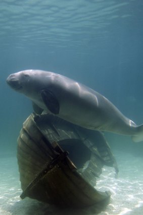 A dugong swims in the new Mermaid Lagoon display at the Sydney Aquarium.