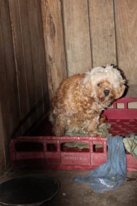 Despite being convicted of animal cruelty the puppy farm was allowed to continue to operate for a year. October 19, 2014. 