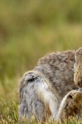 Rabbits control helps native plant regeneration.