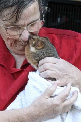 WIRES carer Elizabeth Pinner with a brushtail possum rescued from the central coast bushfires.