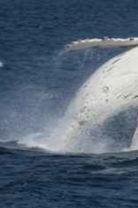 A Humpback breaches off the South Coast