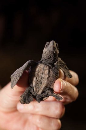 A real handful: A baby turtle at Queensland's Mon Repos Conservation Park.