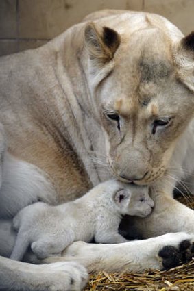 Feline good: Azira gives her cub a good licking.