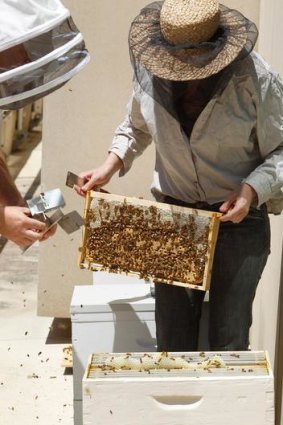 Sticky situation ... Doug Purdie and Victoria Brown tend to rooftop beehives in Market Street.