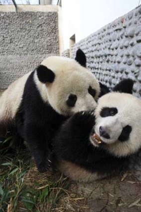 Yuan Zai, left, and Huan Huan prior to their departure at Chengdu's Giant Panda Research Base.