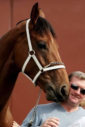 No gut-busters: Trainer John Hawkes says hard racing can affect stallion prospects.