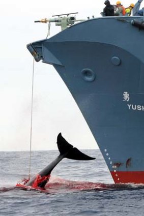 The recent earthquake may have delivered a knockout blow to Japan's whaling program.