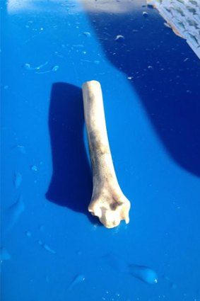 The second human bone found in the Gold Coast Seaway on Tuesday, April 22.