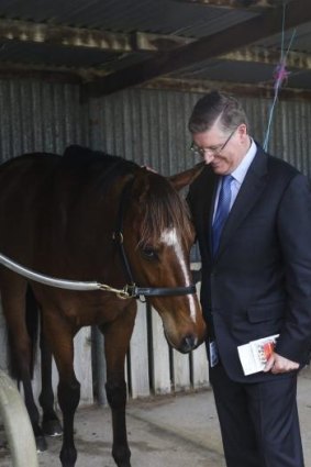 Horses for courses: Former vet Dennis Napthine checks out a horse at the Avoca Cup. 