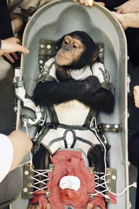 Chimp in space ... Ham photographed in 1961.