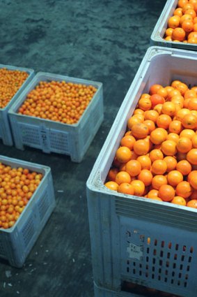 What is a farmer to do &#8230; too many oranges and not enough demand.
