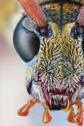 Ken Walker, <i>Head of a Cerambycid beetle, (Chlorophorus annularis)</i>, 2006, photo montage.
