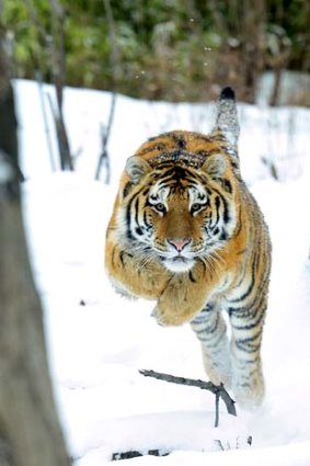 A tiger at the Bronx Zoo after a snow storm.