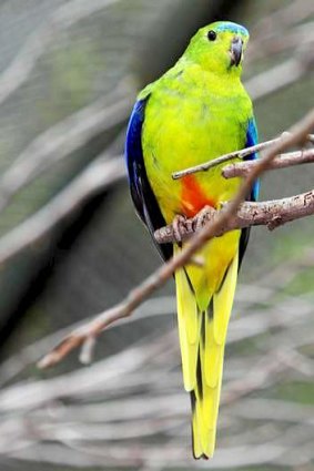 Critically endangered: the orange-bellied parrot.