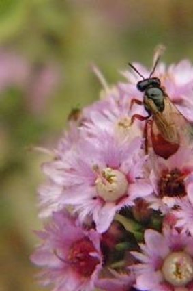 The buzz: The relationship between plants and insects is the topic of a workshop, at Cranbourne's Australian Garden next Sunday.