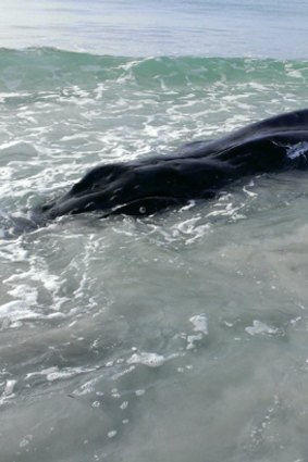 This dead whale at Albany's Emu Point is thought to be attracting sharks to the area.